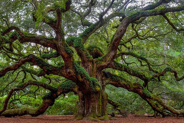 Johns Island communities